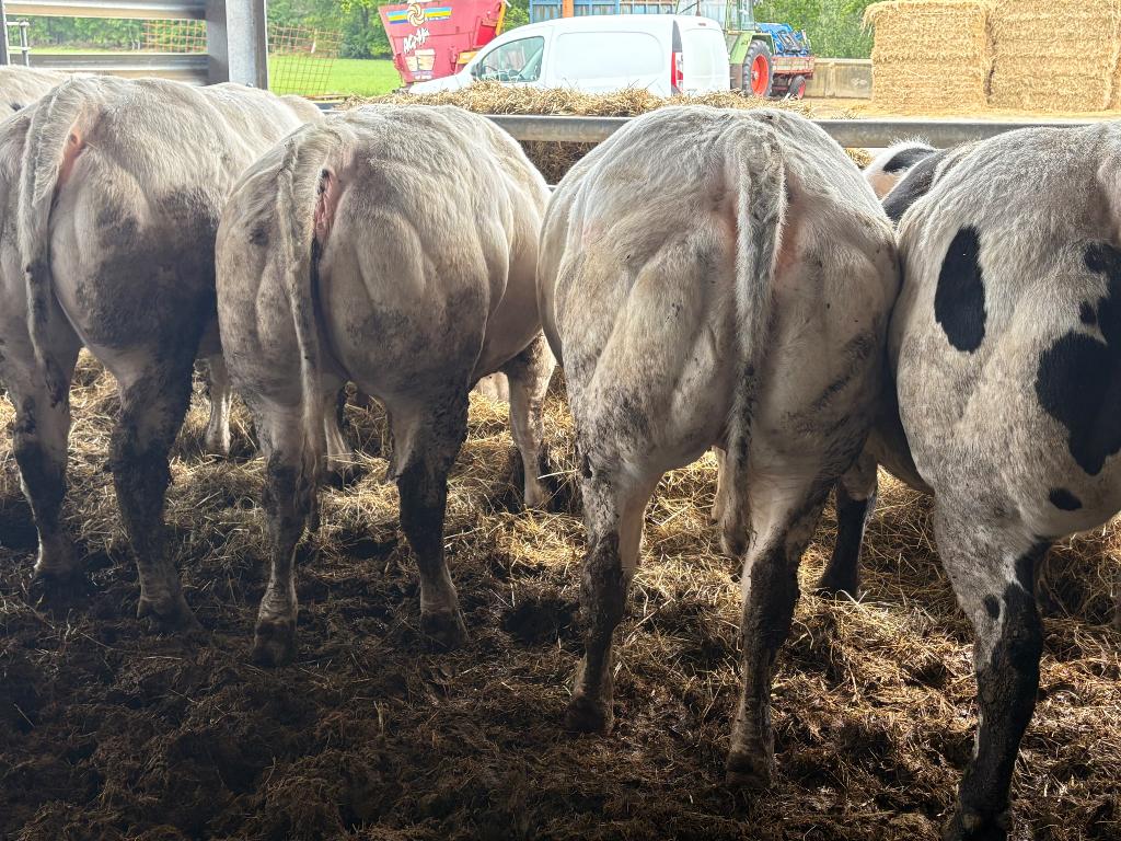 7 drachtige dikbillen, Dieren en Toebehoren, Runderen, Vrouwelijk, 0 tot 2 jaar