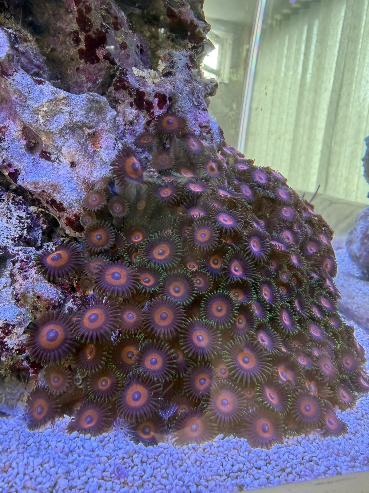 Zoanthus koraal (buttons), Overige typen, Zoutwatervis