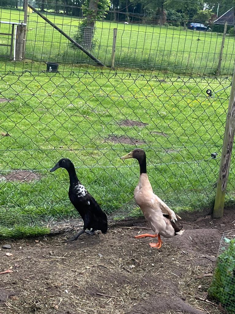 Volwassen loop eenden, Dieren en Toebehoren, Pluimvee, Meerdere dieren, Eend