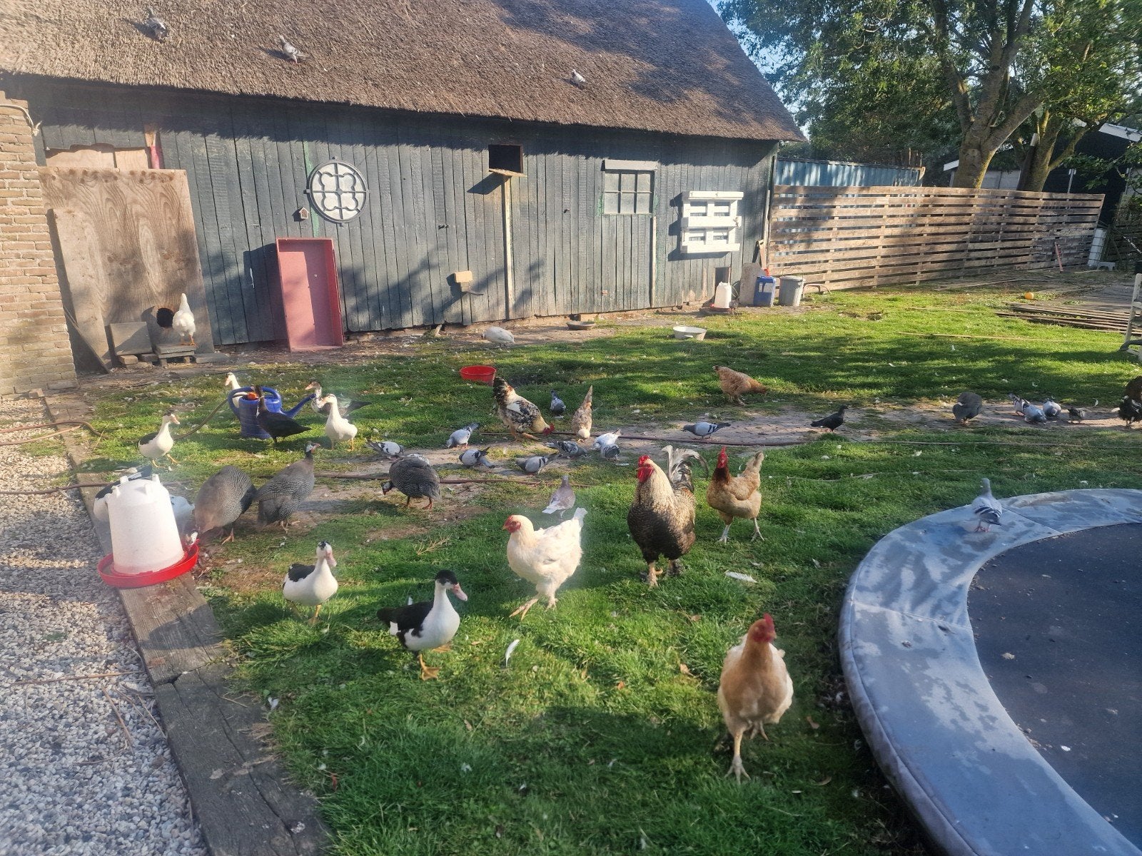 duiven, Meerdere dieren, Overige soorten