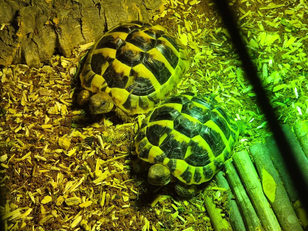Landschildpadden, Dieren en Toebehoren, 0 tot 2 jaar