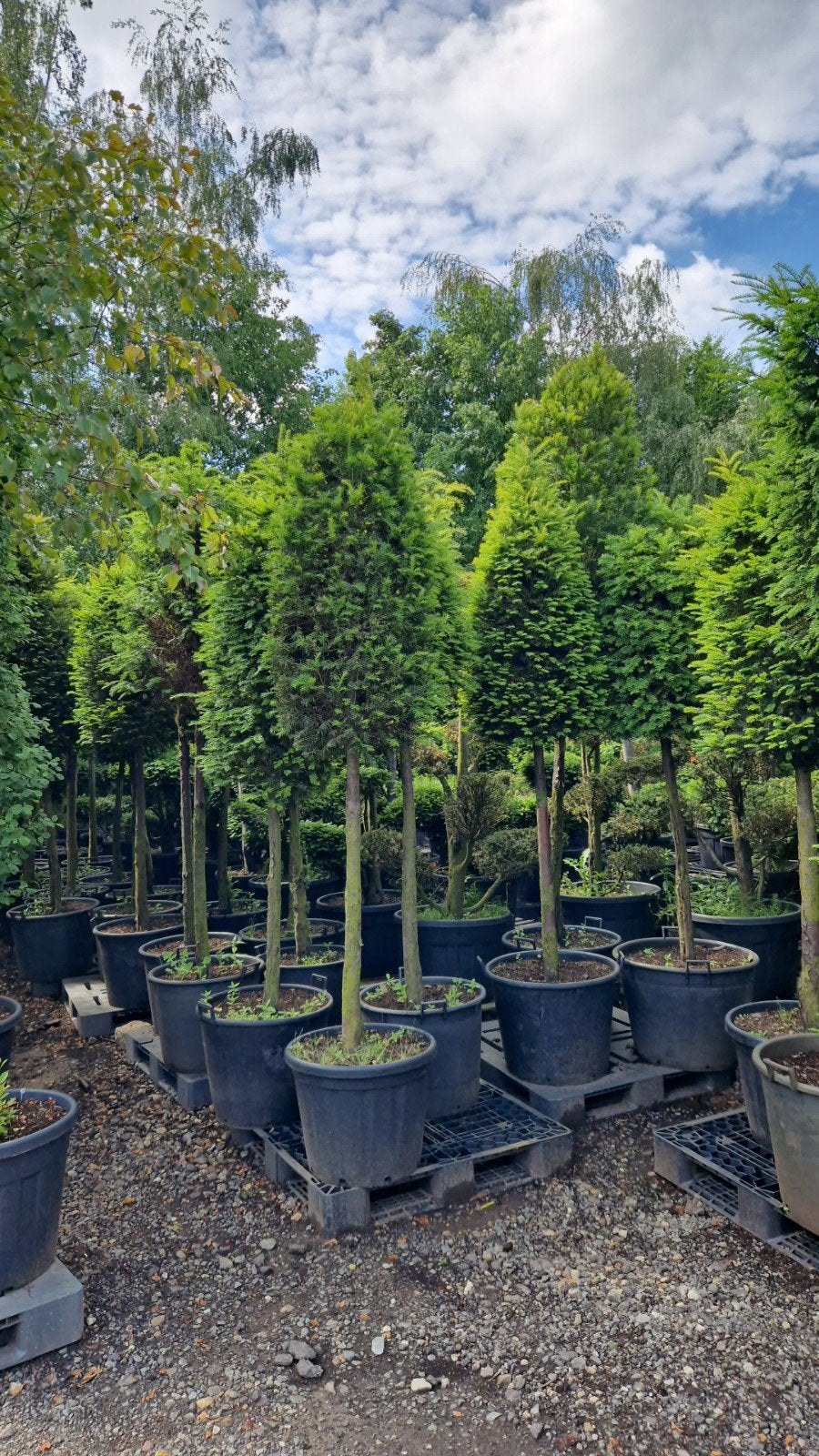 Taxus Baccata op stam - Bijenkorf vorm, Vaste plant, Bloeit niet, Halfschaduw, Ophalen