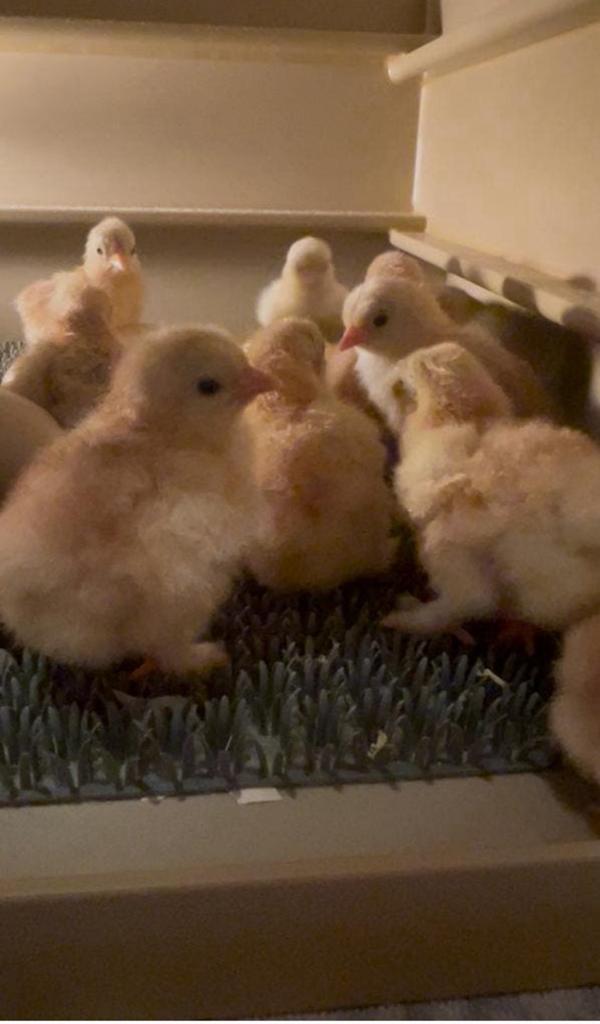 17 cochin kriel kuikens rood gepareld, Dieren en Toebehoren, Pluimvee, Geslacht onbekend, Kip