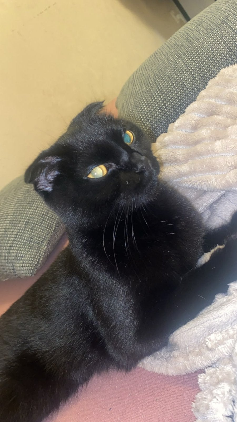 Herplaatsing scottish fold, Poes, Ontwormd