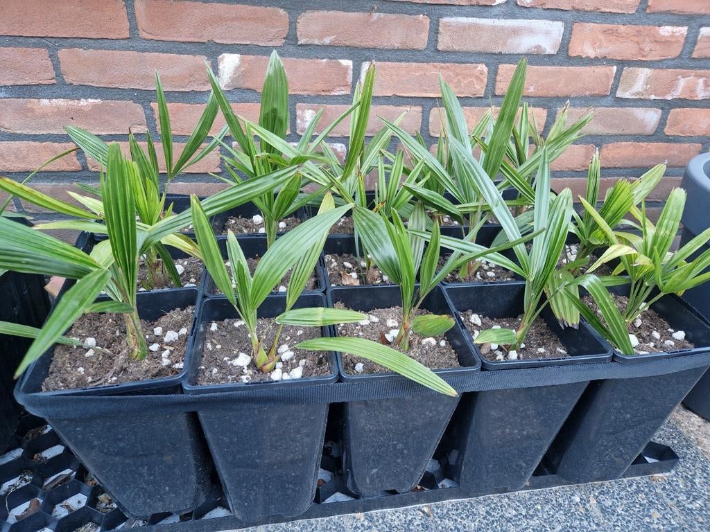 Trachycarpus Fortunei palmboom zaailingen vanaf €1.75 p/st, Tuin en Terras, Overige soorten, Volle zon, Vaste plant, Ophalen of Verzenden
