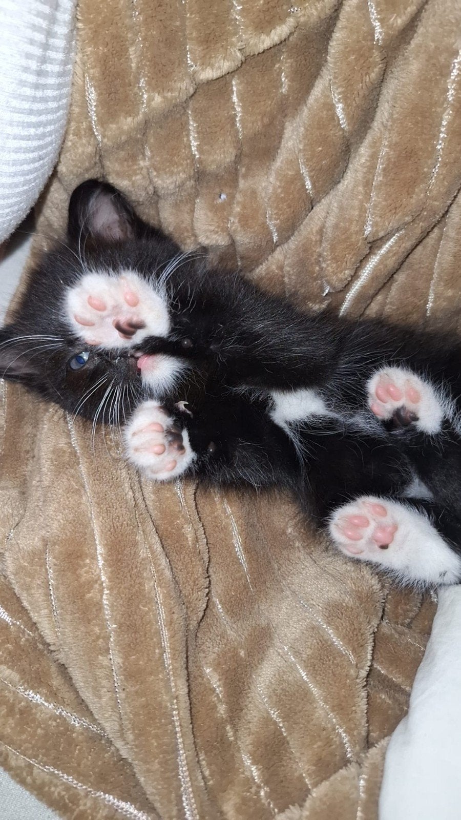 Lieve Ragdoll kitten met blauwe ogen zoekt gouden mandje, Kater