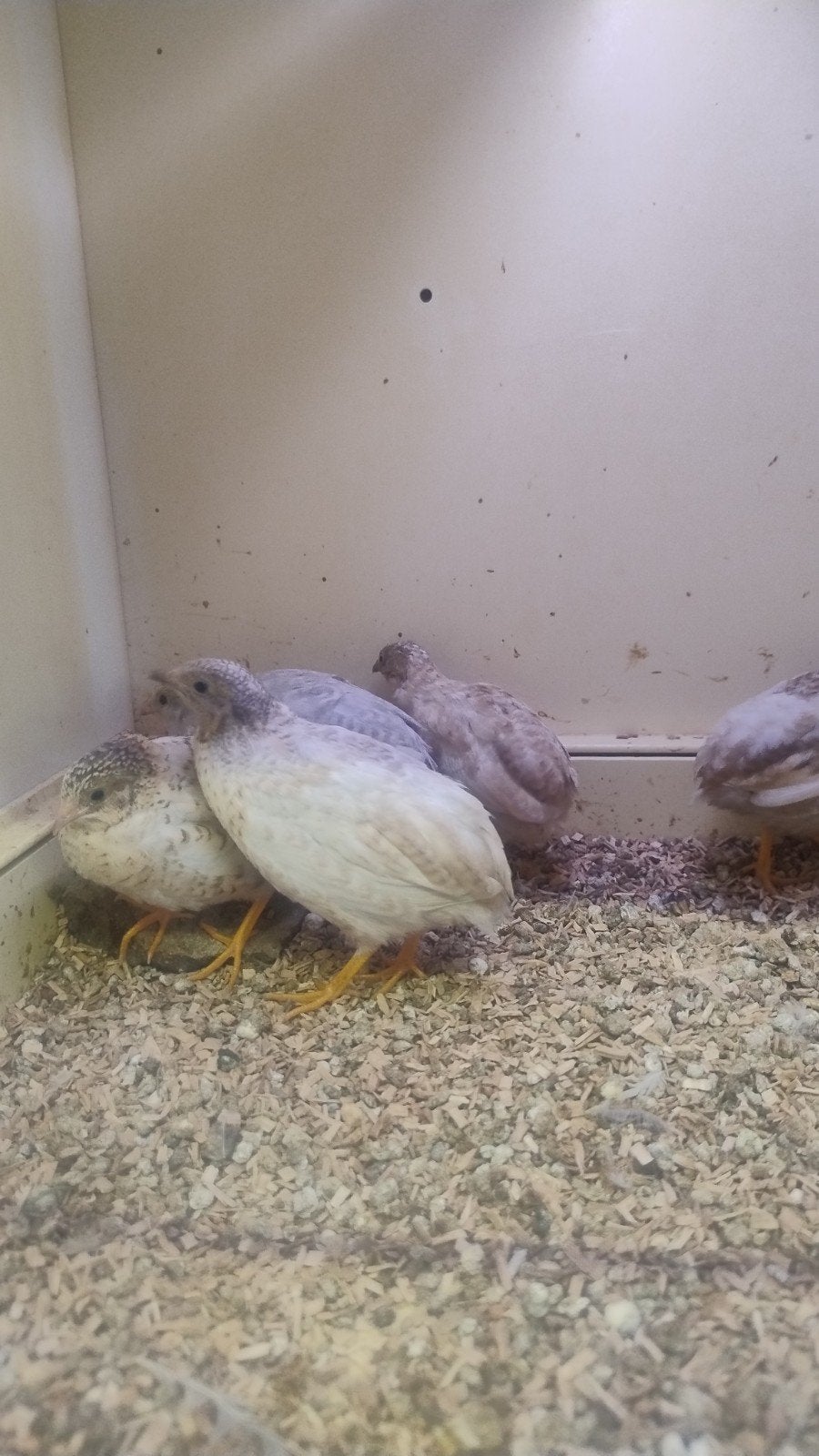 Chinese dwerg kwartels, Meerdere dieren, Tropenvogel