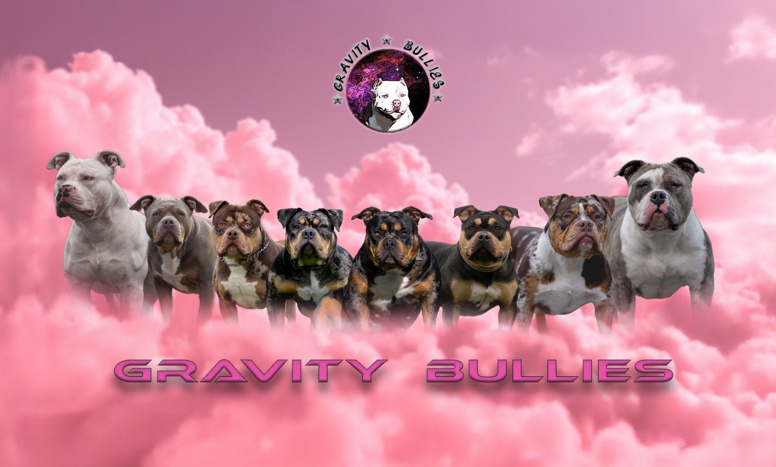 American Bully XL en pocket Dekreu Merle Tricolor, Dieren en Toebehoren, Honden | Dekreuen, België, Fokker | Hobbymatig, Reu, 1 tot 2 jaar