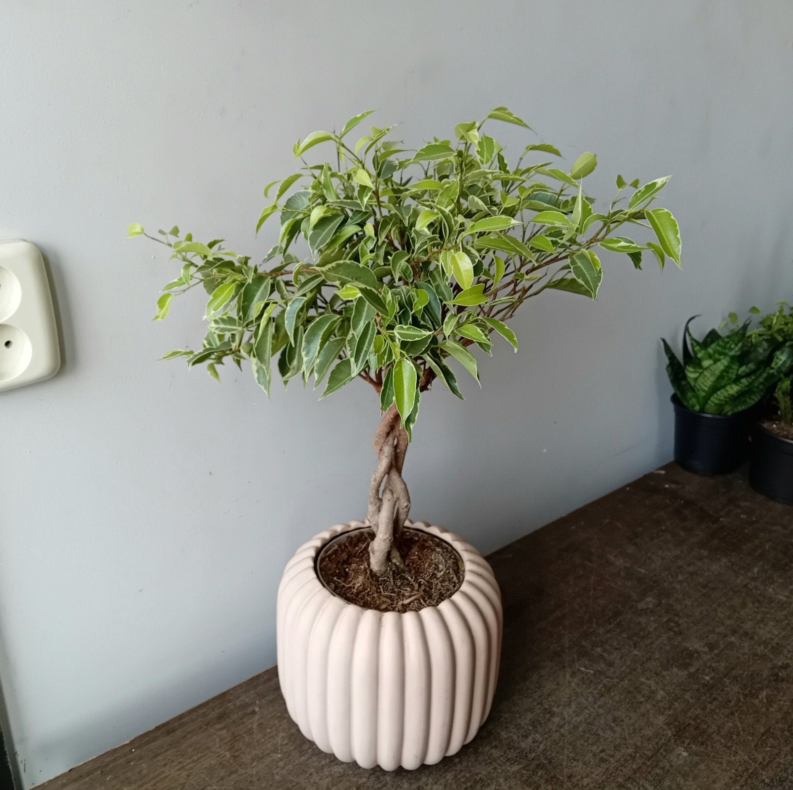 Kamerplant 40cm ficus bonsai, Huis en Inrichting, Kamerplanten, Ophalen, Halfschaduw, In pot, Minder dan 100 cm