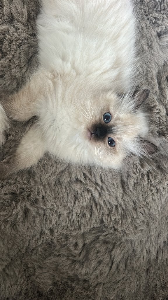 2 lieve Ragdoll Kittens met stamboom (van Oranje), Dieren en Toebehoren, Poes, Met stamboom, 0 tot 2 jaar