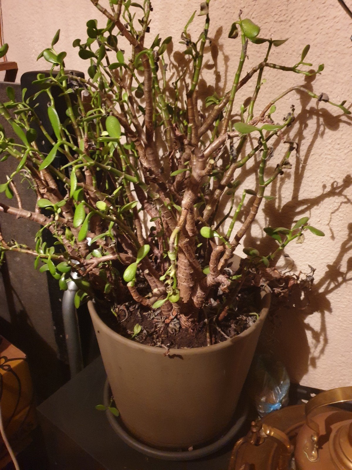 gezocht gratis kamerplanten, Ophalen, Overige soorten, Volle zon