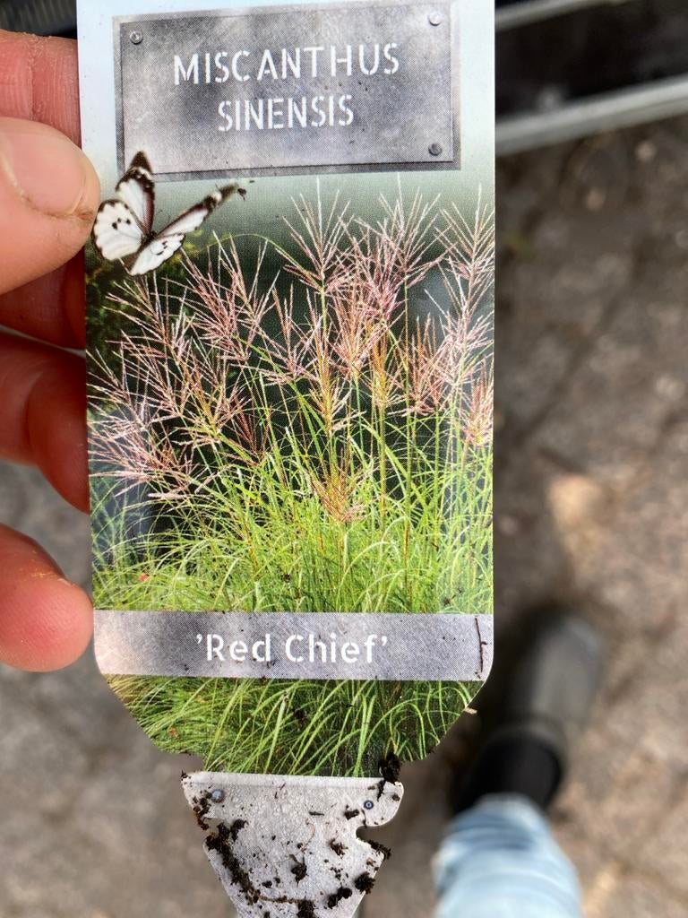 Miscanthus Sinensis 'Red Chief' - Prachtriet (P9), Tuin en Terras, Planten | Tuinplanten, Ophalen, Volle zon, Vaste plant, Siergrassen