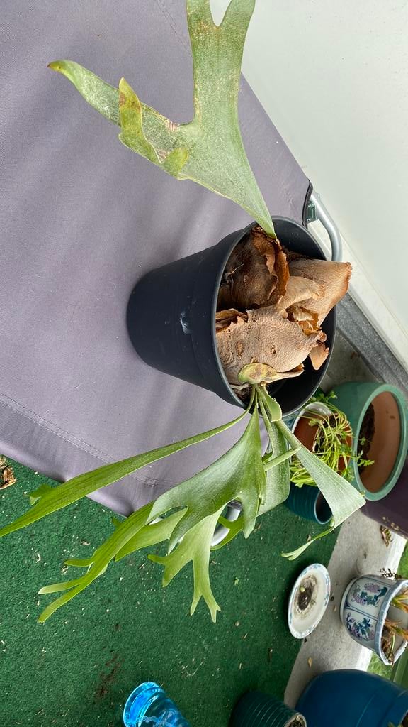 Hertzhoorn zonder pot, Ophalen, Halfschaduw, Minder dan 100 cm