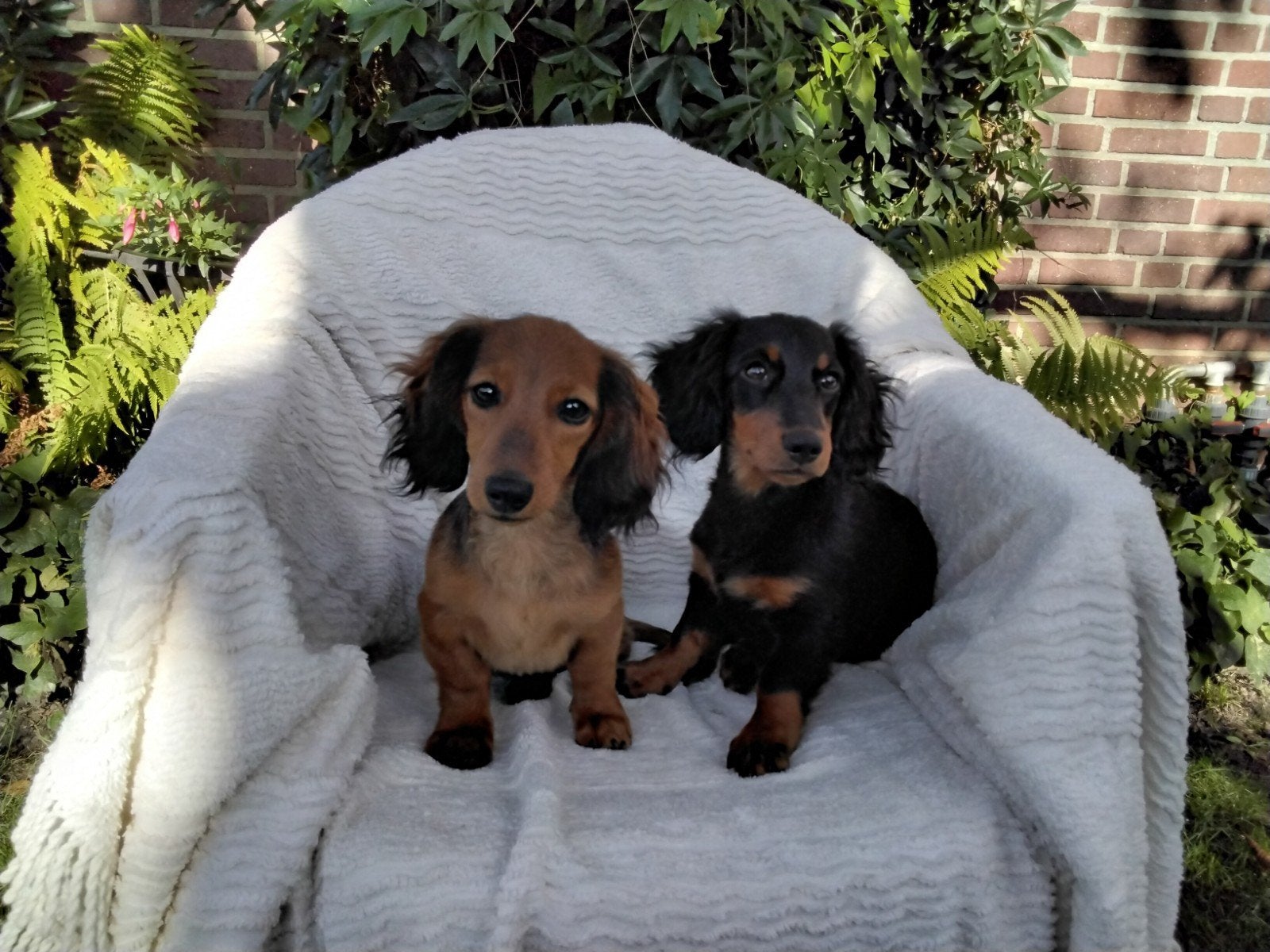 Teckel langharige dwergteckel pups, Parvo, 15 weken tot 1 jaar, Teef, Dwerg