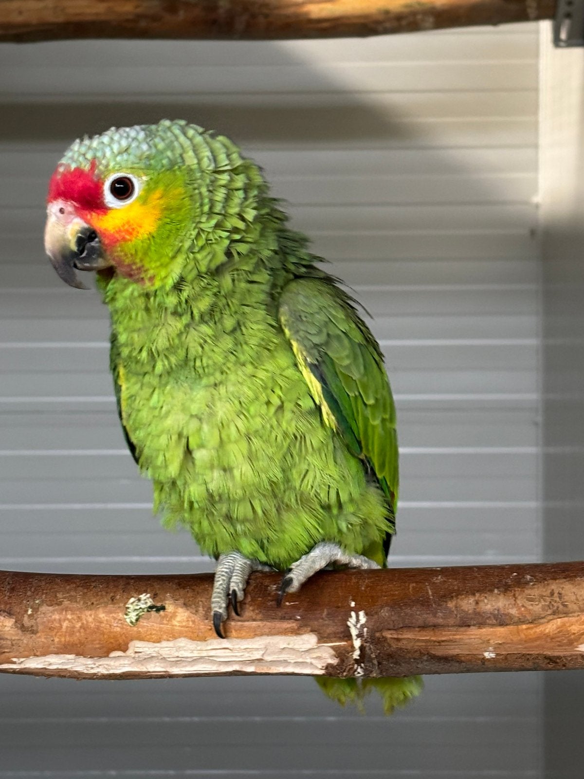 1-0 Geelwang Amazone, Dieren en Toebehoren, Mannelijk, Papegaai, Geringd
