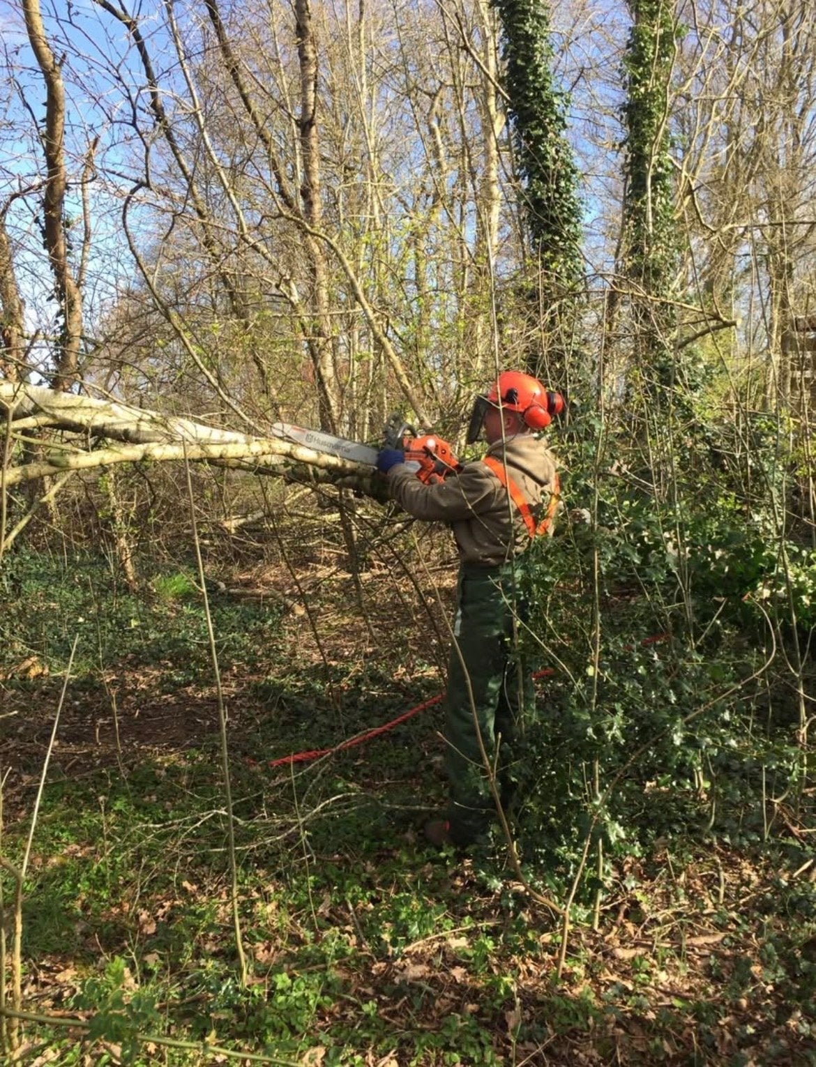Is er een boom omgewaaid of moet er een boom gezaagd worden, Tuin en Terras, Ophalen, Overige houtsoorten