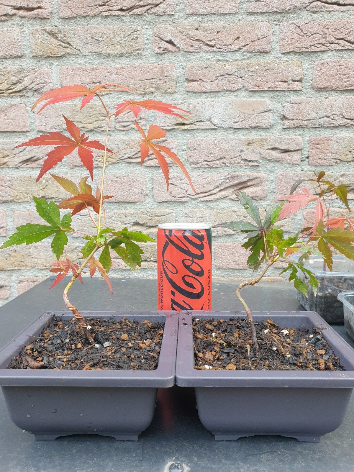 Japanse Esdoorn Bonsai Boompjes - Acer Palmatum, Tuin en Terras, Ophalen of Verzenden, Bloeit niet, Overige soorten, Halfschaduw