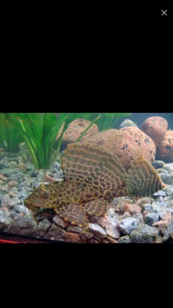 Pterygoplichthys gibbiceps – Zeilvin Pleco, Dieren en Toebehoren, Vissen | Aquariumvissen, Vis