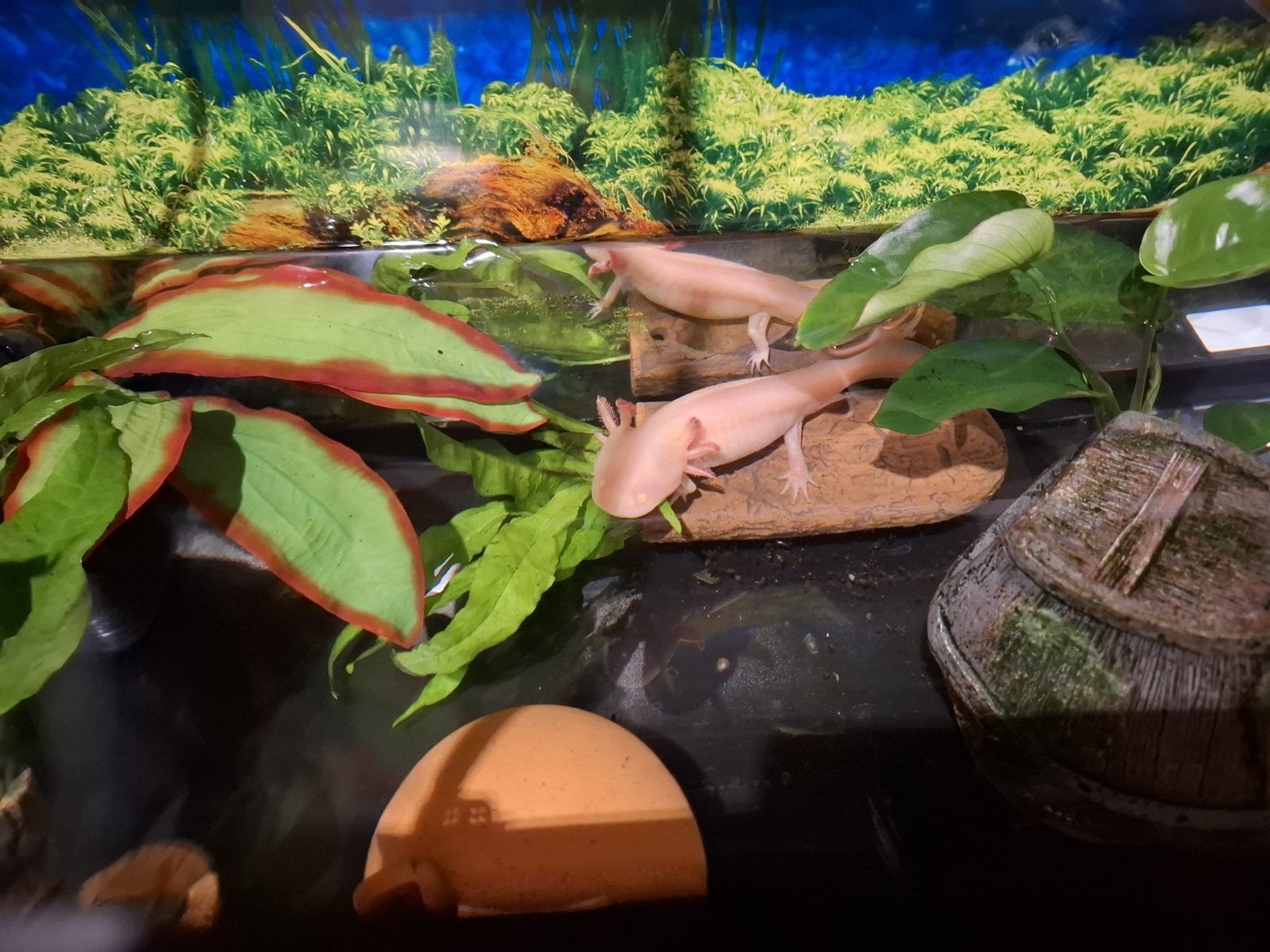 Axolotl (van juni 2024) inclusief aquarium, Overige soorten, Met terrarium, 0 tot 2 jaar