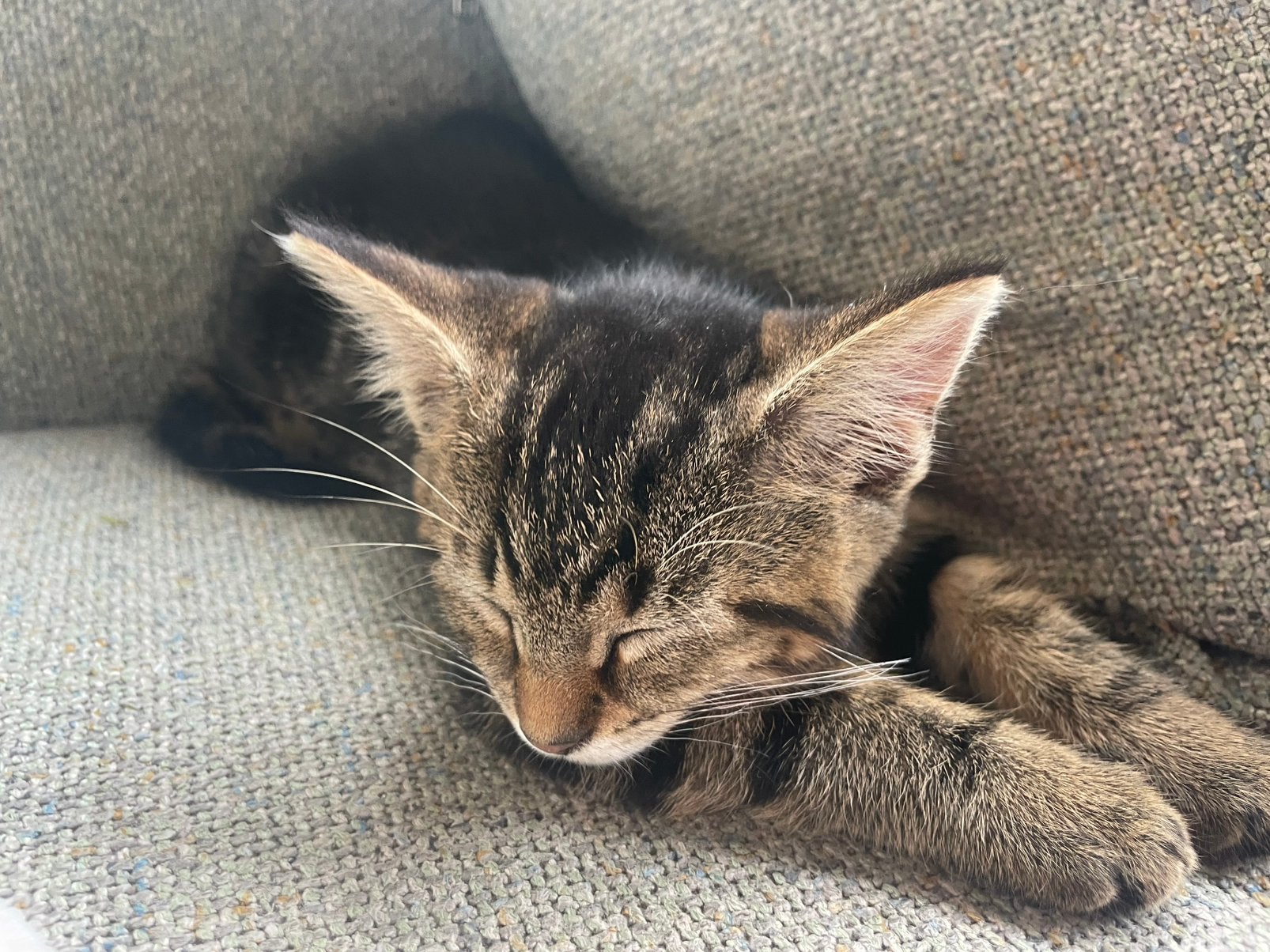 Lief cypers poesje, Poes, Kortharig, 0 tot 2 jaar
