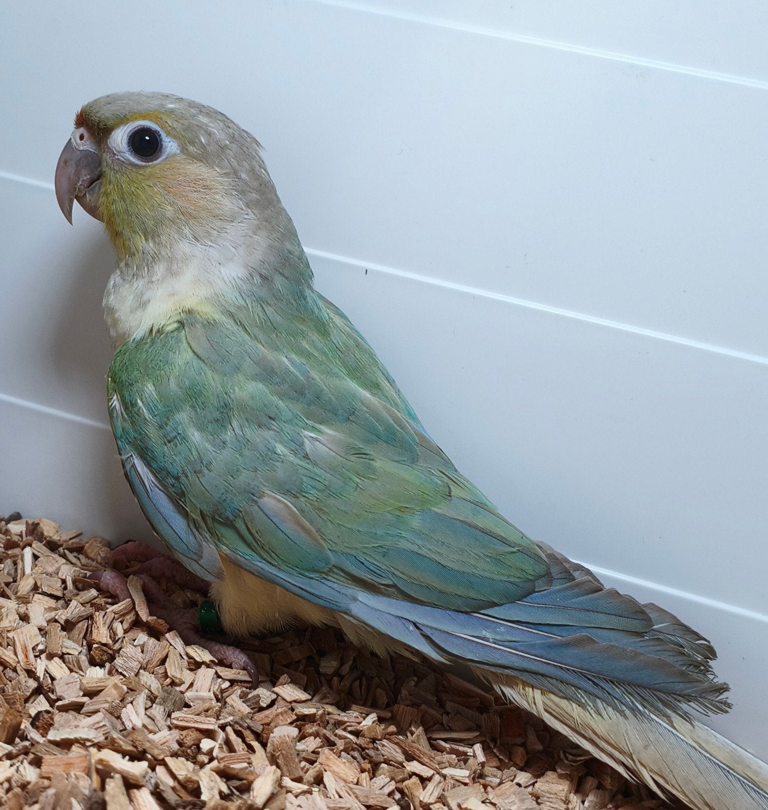 Koppel pyrrhura opaline mint violet, Meerdere dieren, Parkiet, Geringd