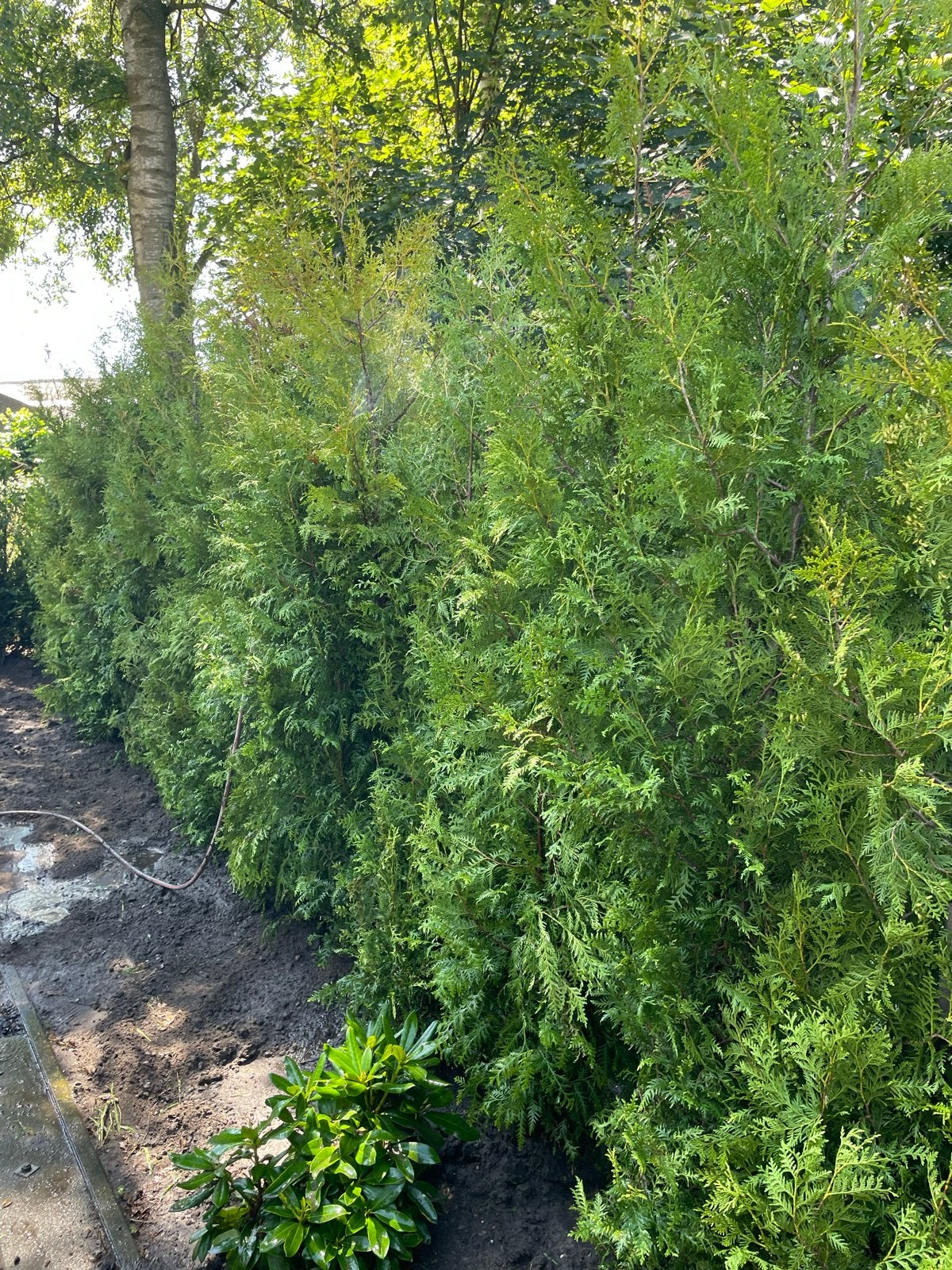 Thuja coniferen 3 meter - Op kluit - 70 stuks beschikbaar, Tuin en Terras, Planten | Tuinplanten, Vaste plant, Overige soorten