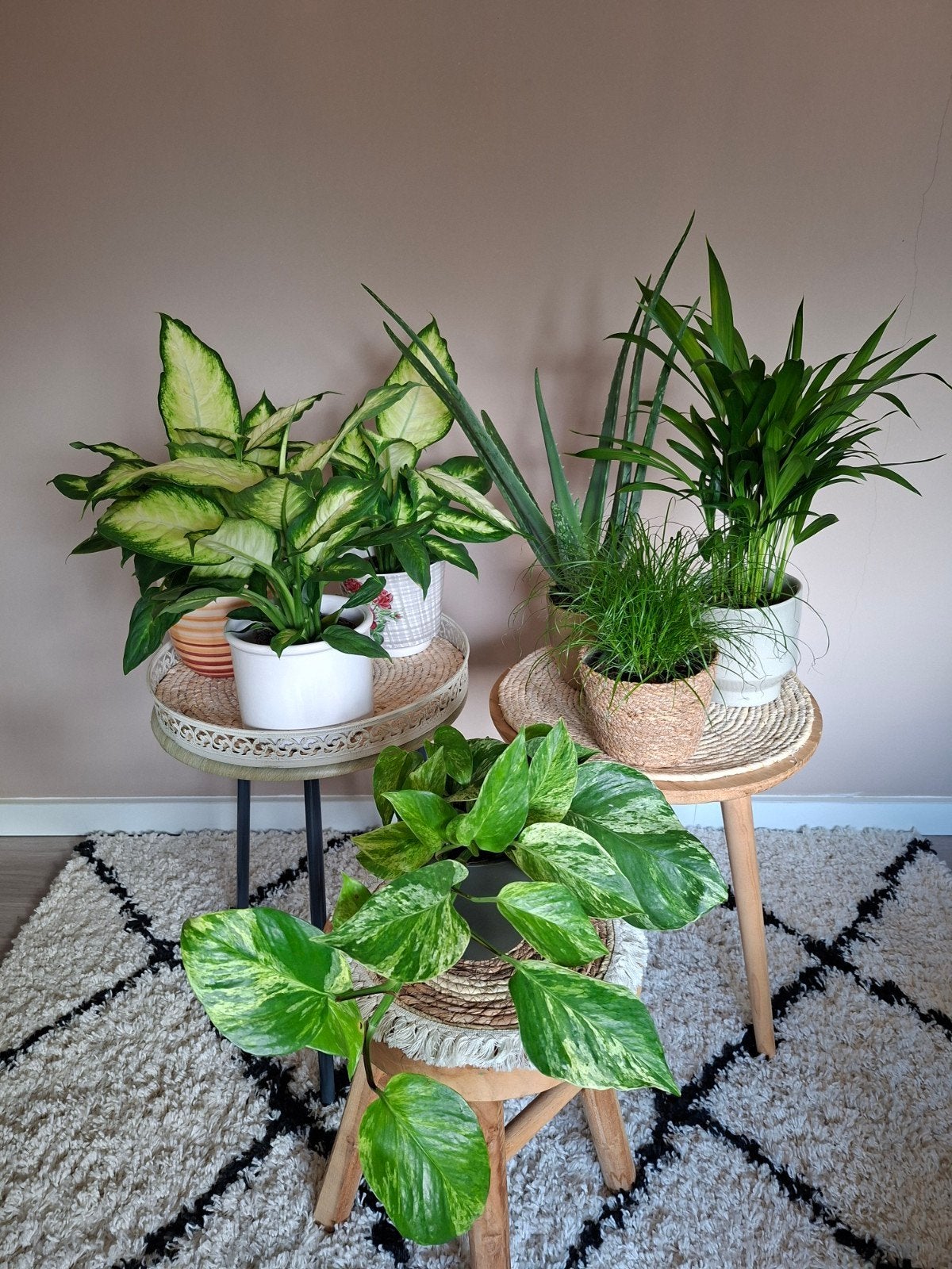 kamerplanten Pothos Dieffenbachia Palm Aloë Vera gras, Ophalen, Palm, Halfschaduw, In pot