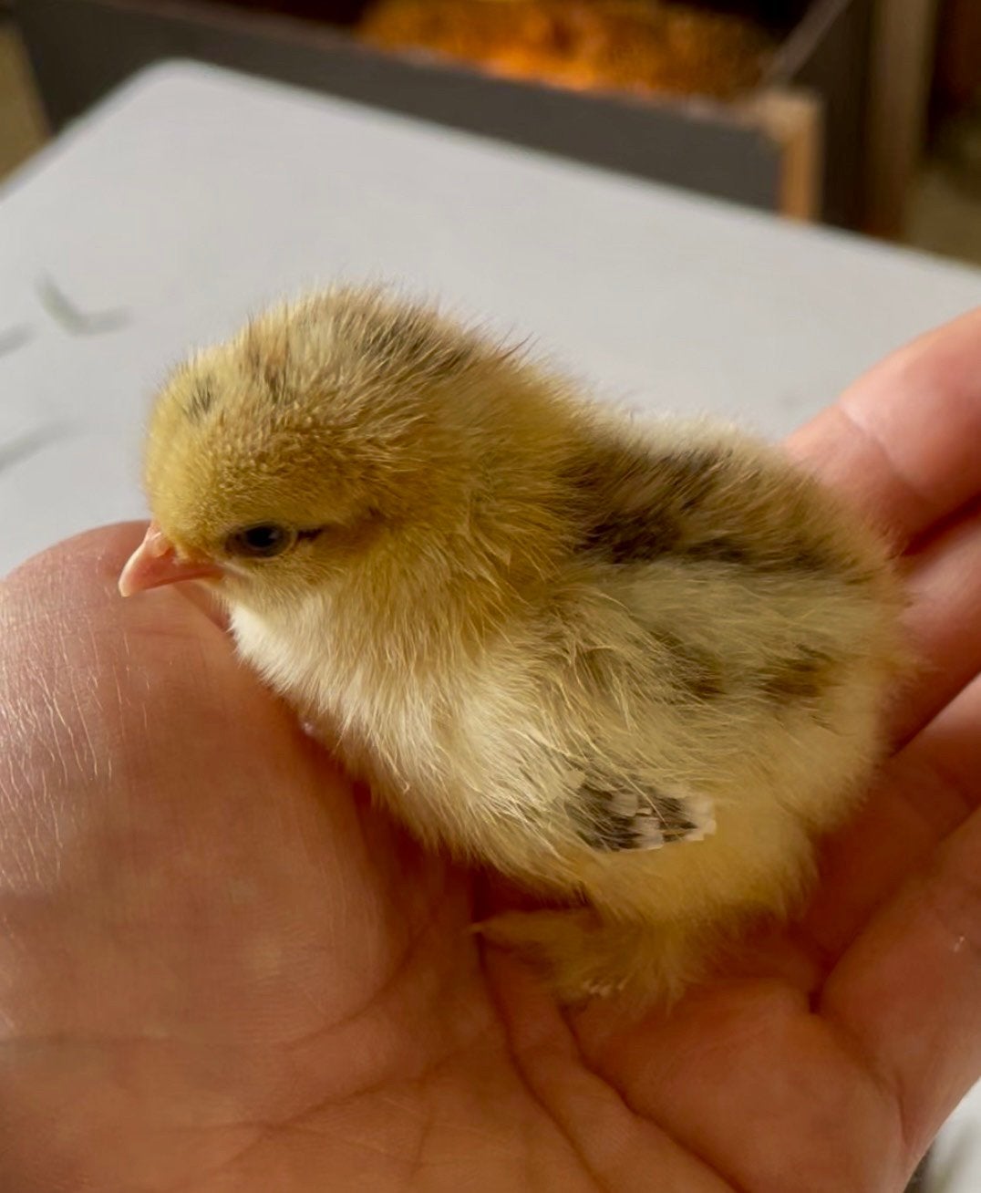3 cochin kriel kuikens rood gepareld, Dieren en Toebehoren, Pluimvee, Geslacht onbekend, Kip