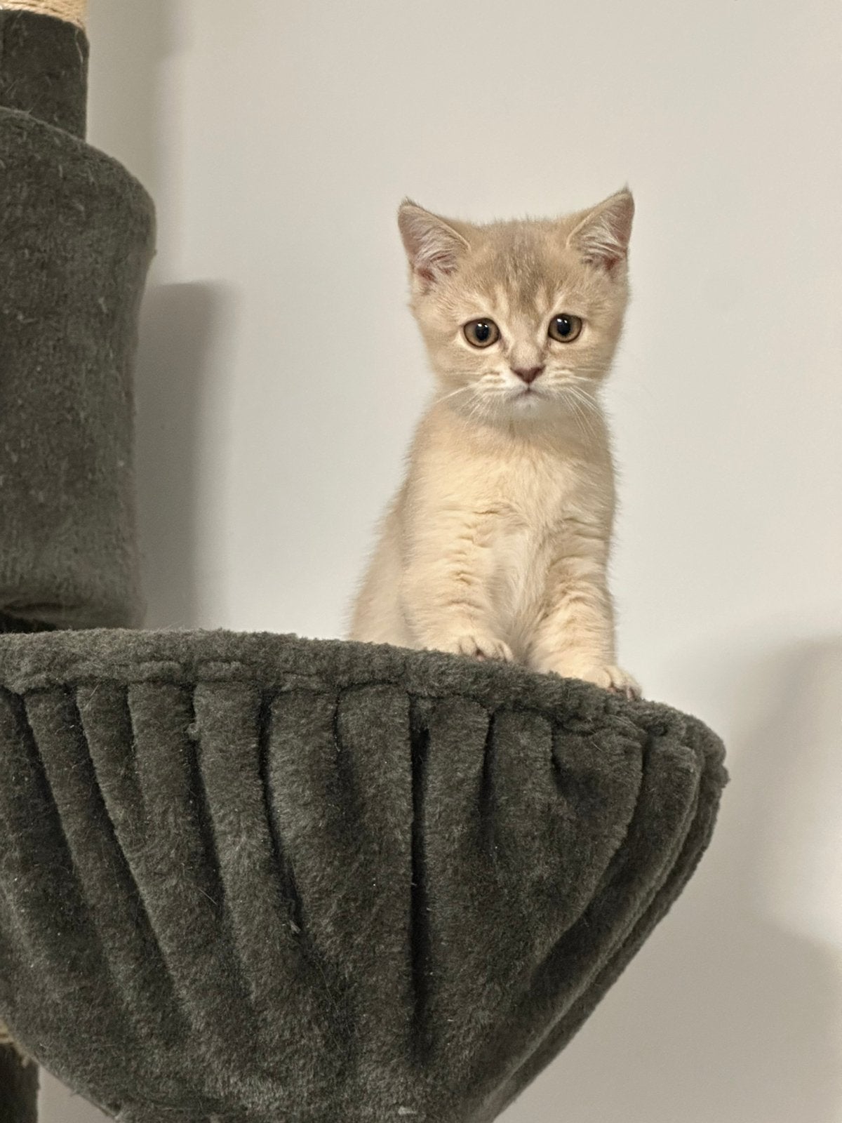 Britse korthaar kitten, Meerdere dieren