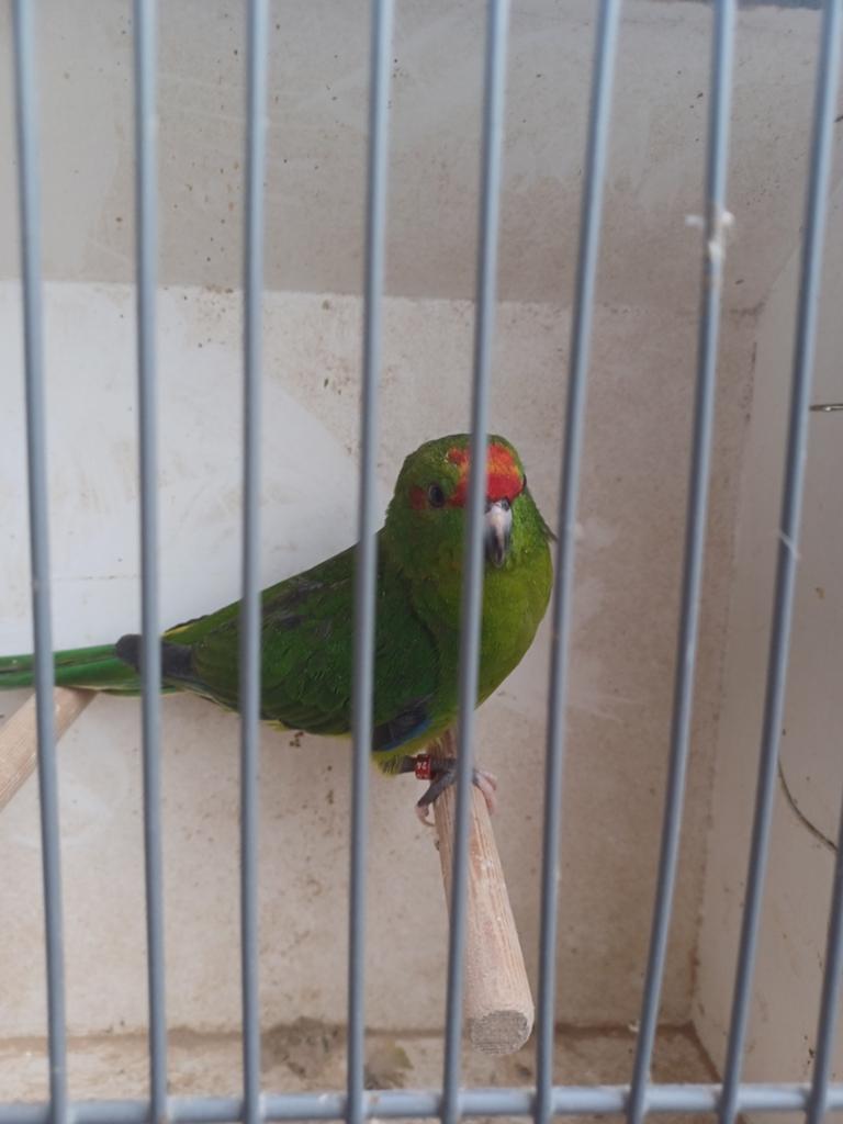Kakariki pop, Dieren en Toebehoren, Vogels | Parkieten en Papegaaien, Vrouwelijk, Parkiet, Geringd