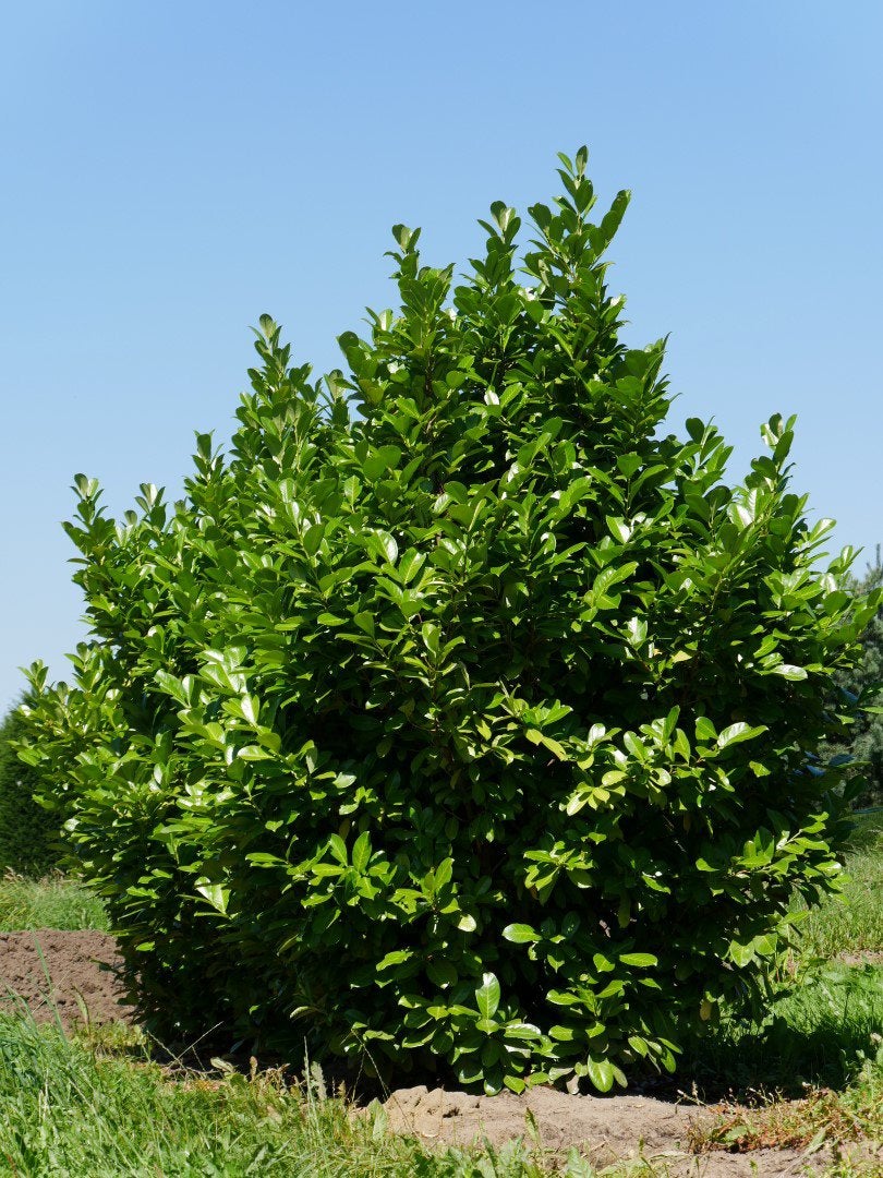 GEZOCHT: laurieren, Tuin en Terras, Ophalen, Laurier, 100 tot 250 cm