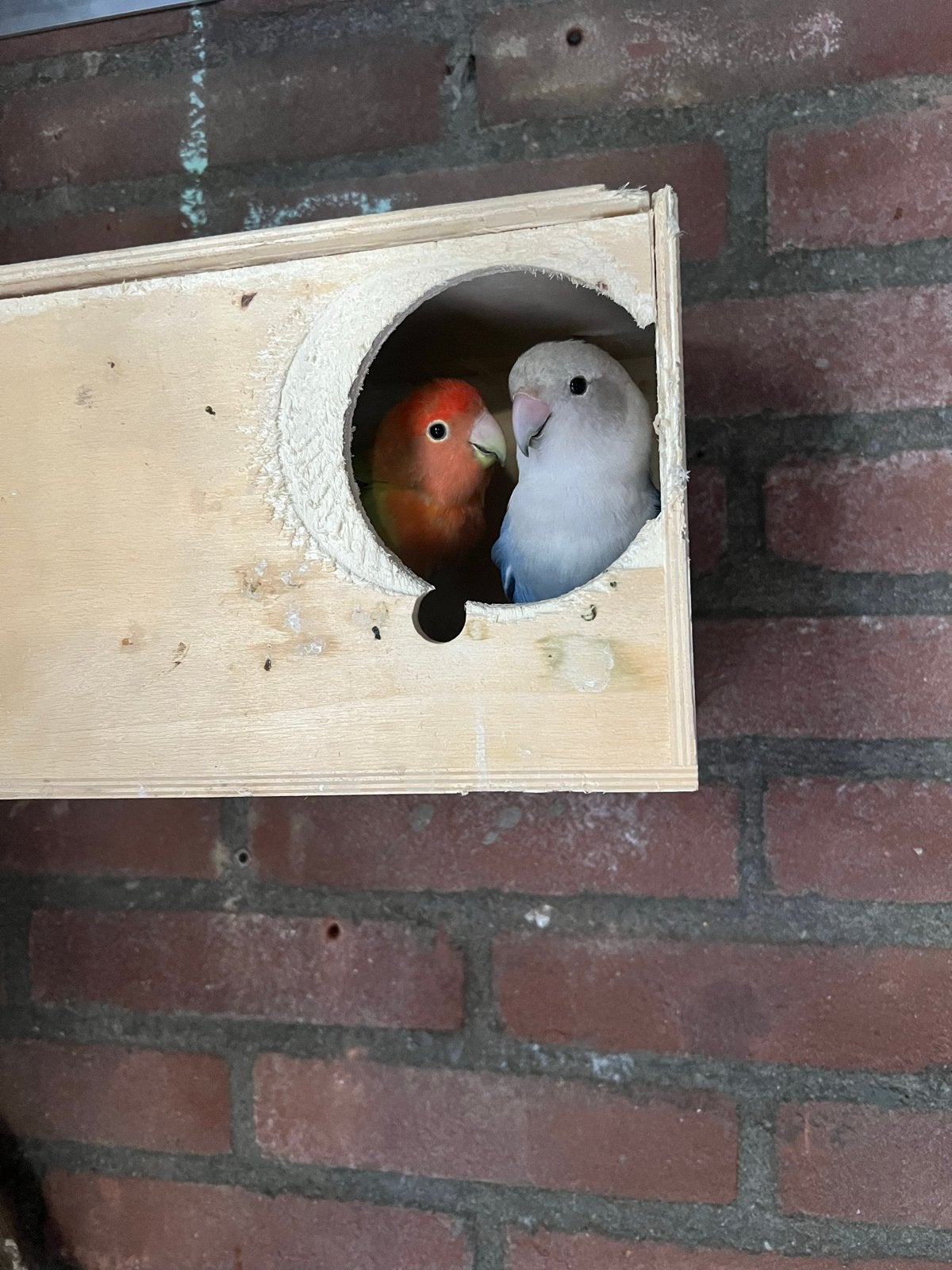 Dwergpapegaai koppel, Meerdere dieren, Tropenvogel, Geringd