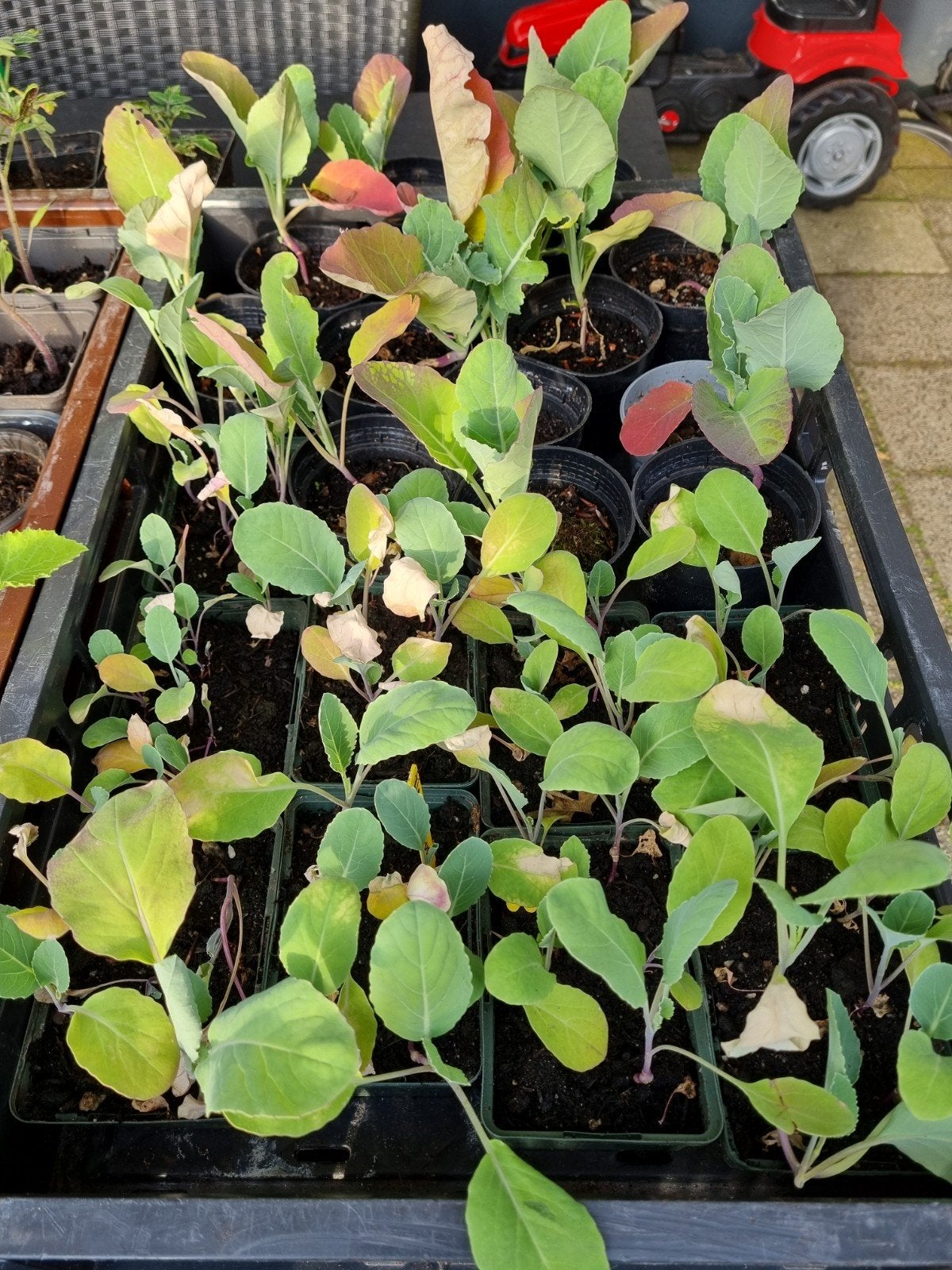 Bloemkool plantjes, Ophalen, Eenjarig, Groenteplanten, Volle zon