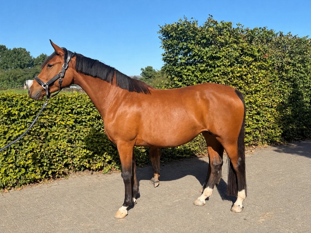 4 j Merrie Utamaro d'Ecaussines x Mr Blue + mv Rising Aranix, Dieren en Toebehoren, Merrie, Springpaard, 3 tot 6 jaar, 160 tot 165 cm