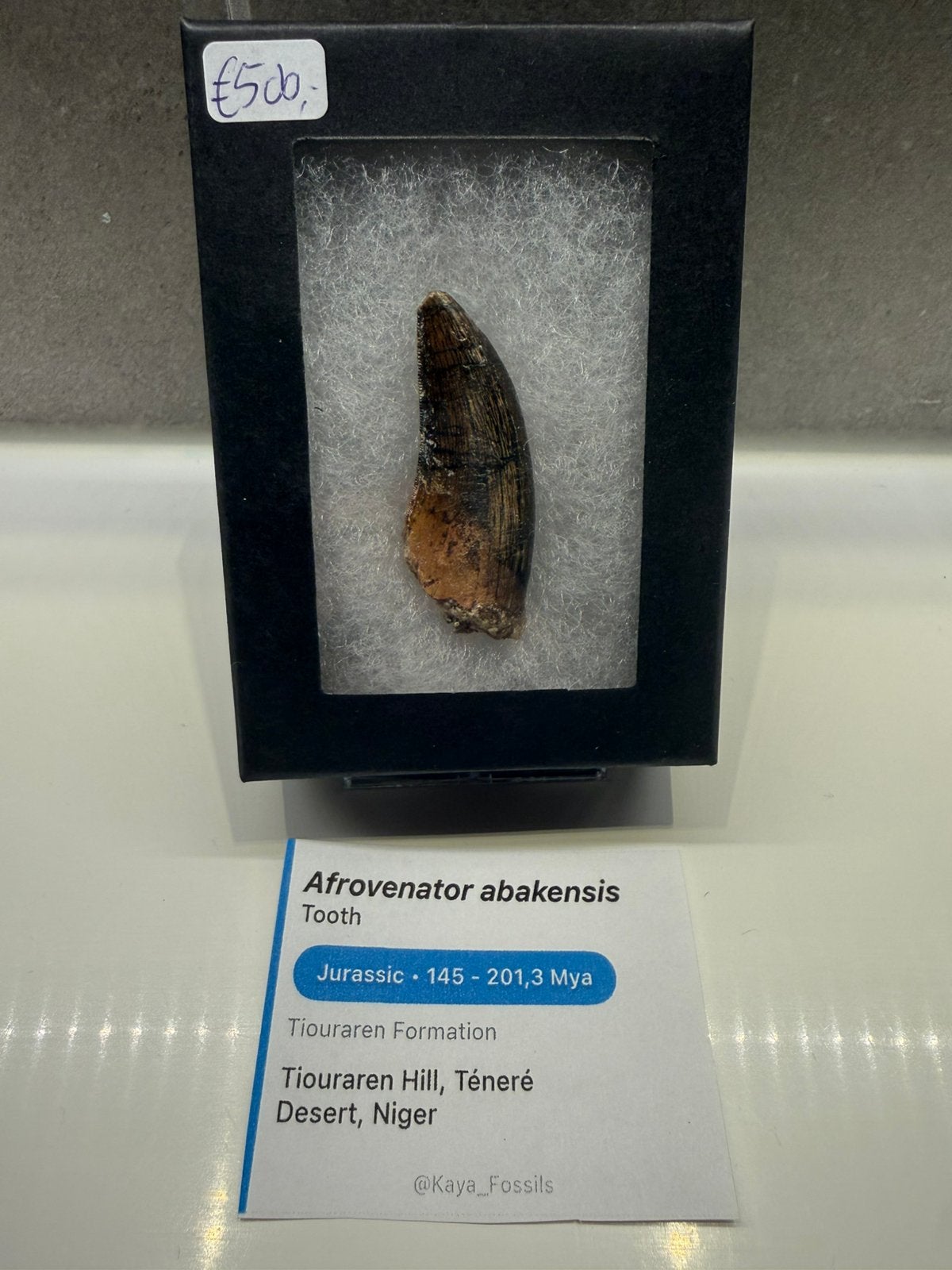 Mooie Afrovanator tand - Megalosauridae, Ophalen of Verzenden, Fossiel