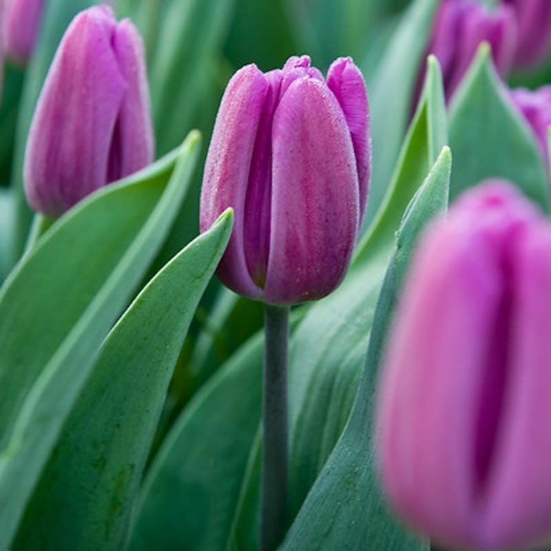 purple flag tulpen tulpenbollen, Ophalen of Verzenden, Volle zon