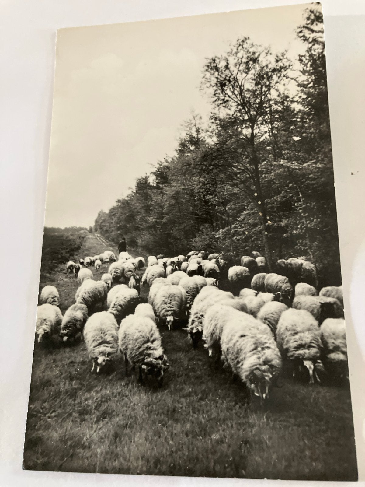 Oude Ansichtkaart Schaapsdrift Gem. Odoorn (Drenthe), Ophalen of Verzenden, 1940 tot 1960, Ongelopen, Drenthe