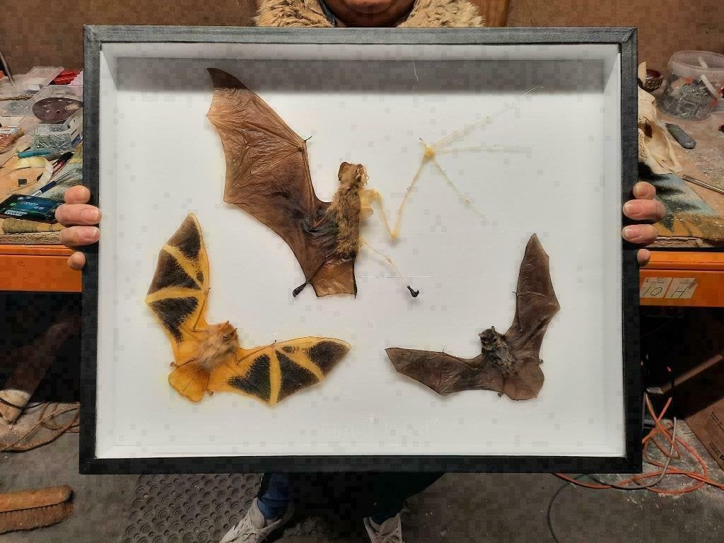 XXL Box Opgezette Vleermuizen 50CM! / Vleermuis Bat, Verzamelen, Dierenverzamelingen, Ophalen of Verzenden, Nieuw, Insect, Opgezet dier