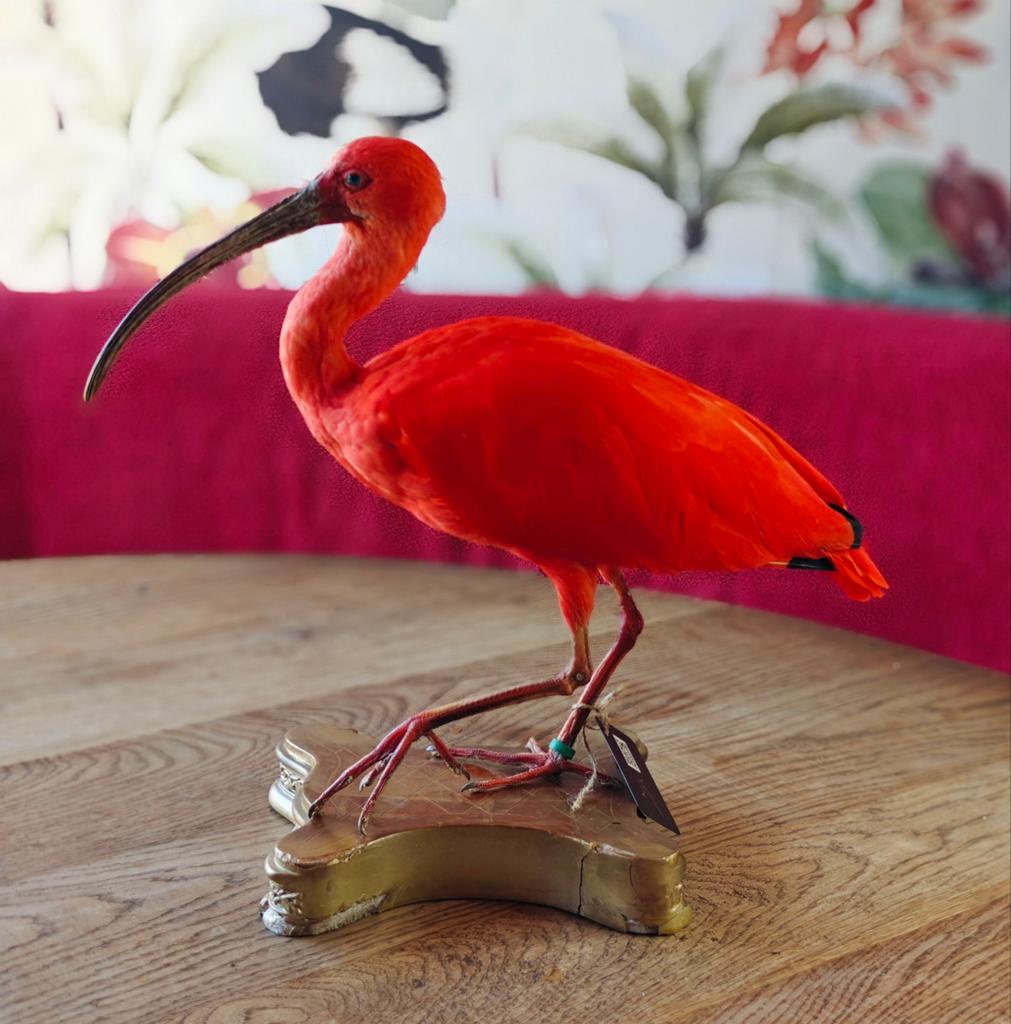 Gezocht vogels voor taxidermy, Meerdere dieren, Parkiet