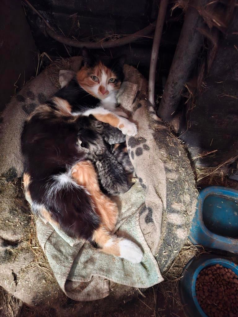 Lieve, sociale Europese korthaar kittens te koop, Meerdere dieren, Ontwormd, 0 tot 2 jaar