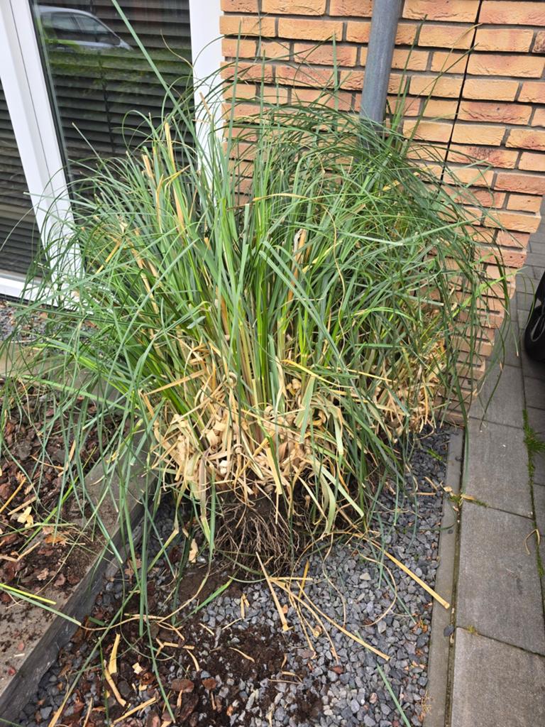 Pluimen, Tuin en Terras, Planten | Tuinplanten, Ophalen, Overige soorten, Volle zon