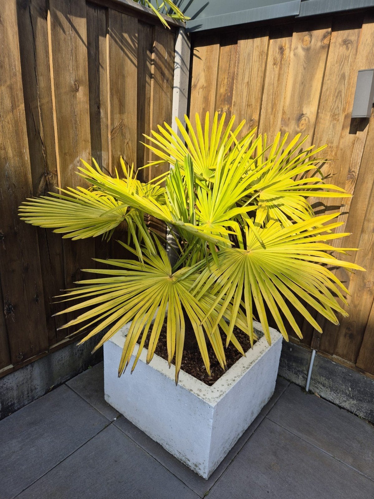 Mooie palmboom, Ophalen of Verzenden, Overige soorten, Volle zon