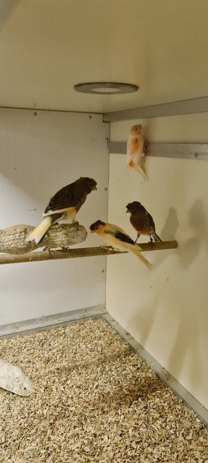 Te koop 8 Portugese harlekijn kanaries, Meerdere dieren, Postuurkanarie