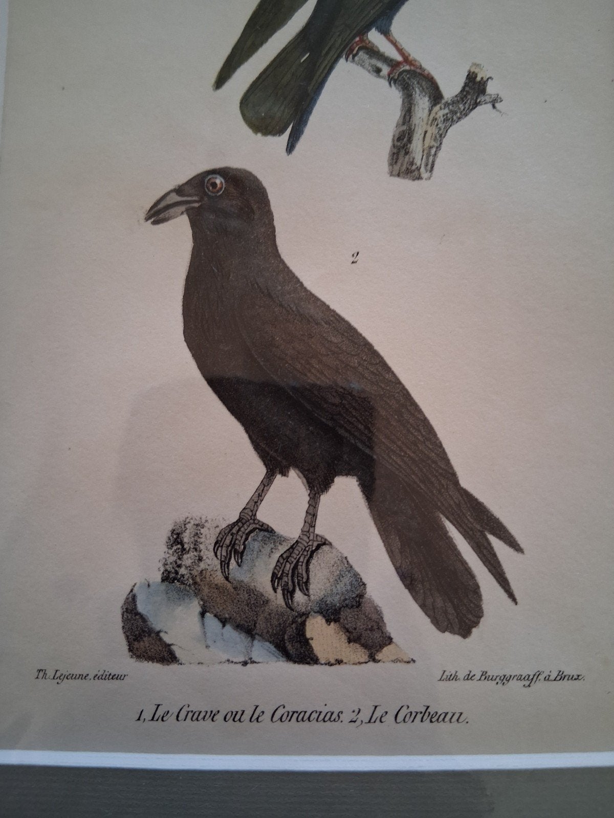 Antieke Lithografie: Le Grave ou le Coracias, Le Corbeau, Antiek en Kunst, Ophalen of Verzenden