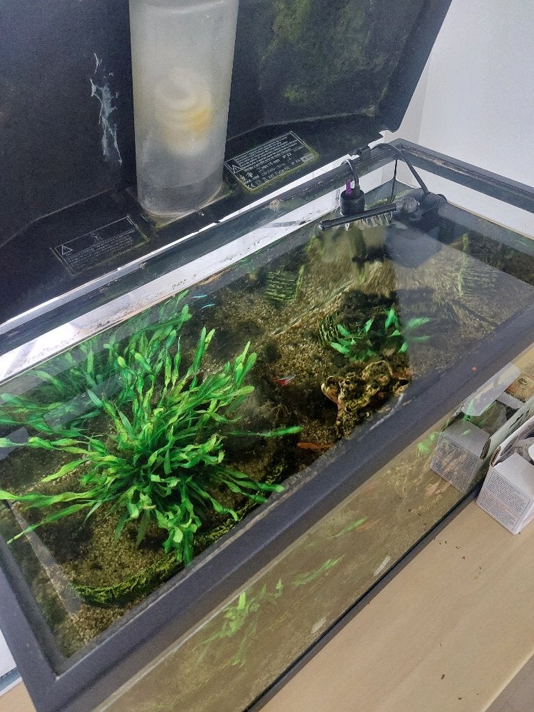 Guppies in Aquarium, Dieren en Toebehoren, Vissen | Aquaria en Toebehoren, Ophalen, Inclusief vissen, Gebruikt, Gevuld zoetwateraquarium