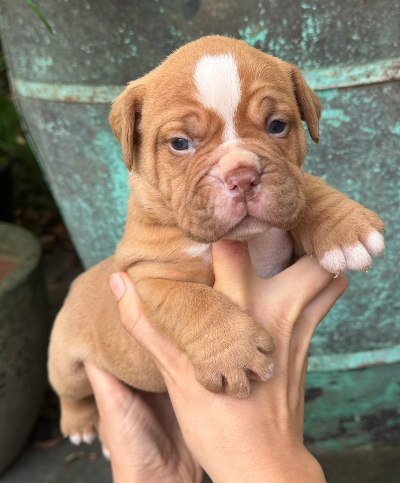 Bullforce Old English Bulldog pups, Dieren en Toebehoren, Nederland, 8 tot 15 weken, Meerdere, Meerdere dieren