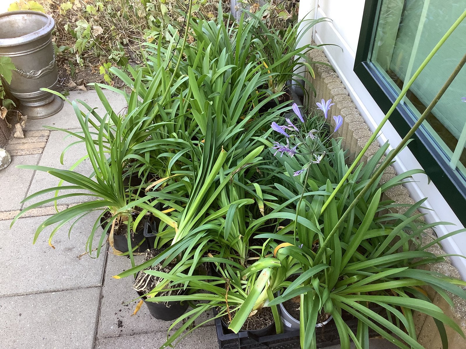 Agapanthus, Ophalen of Verzenden, Overige soorten, Volle zon