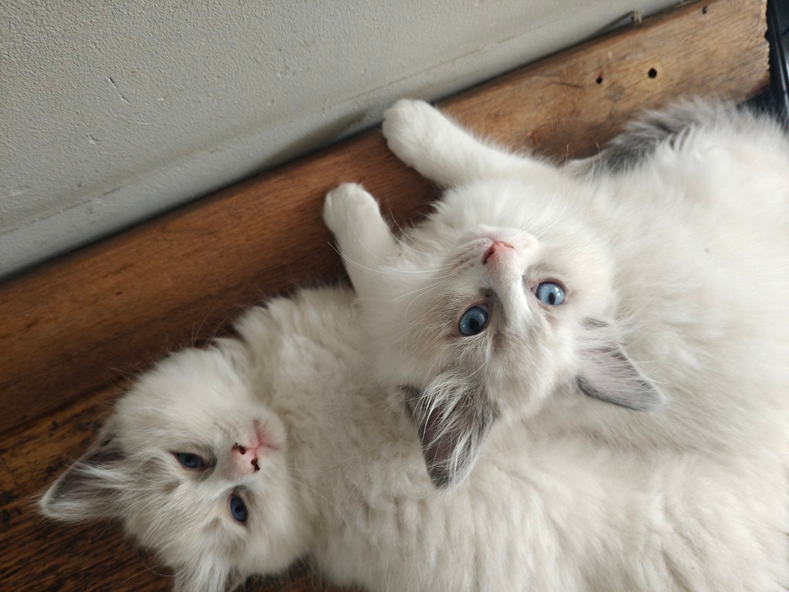 Ragdoll kitten beschikbaar rond 10 juli, Meerdere dieren