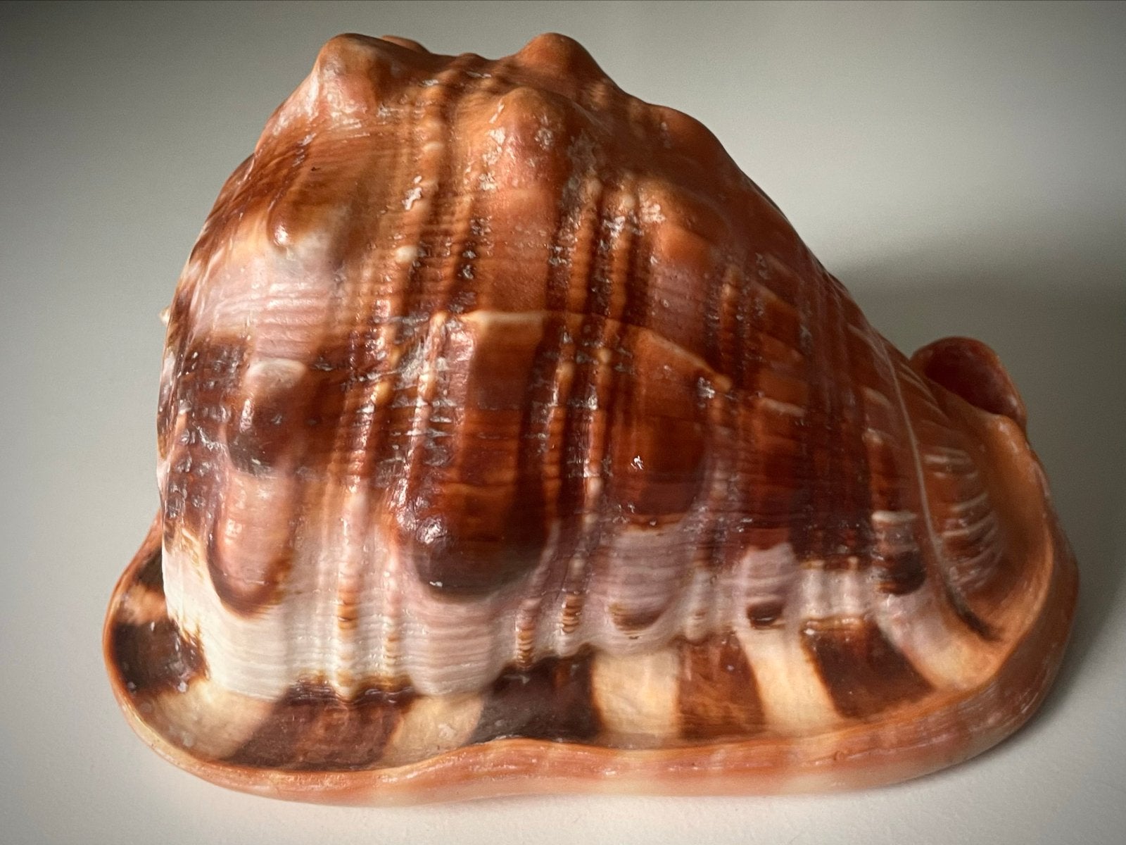 Grote Cassis Cornuta Schelp - 18 cm, Verzamelen, Ophalen of Verzenden, Zo goed als nieuw