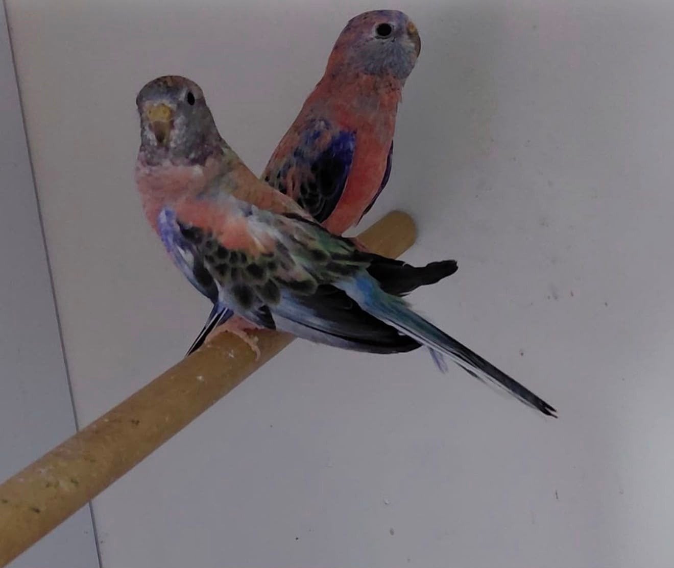 koppel blauw gezoomde bourks, Meerdere dieren, Geringd